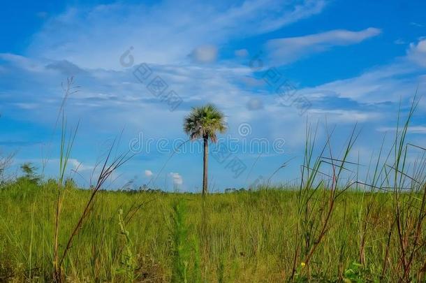 松树<strong>林中</strong>空地自然的地区采用弗罗里达州沼泽