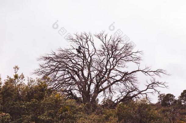 两个黑的鸟采用死去的树