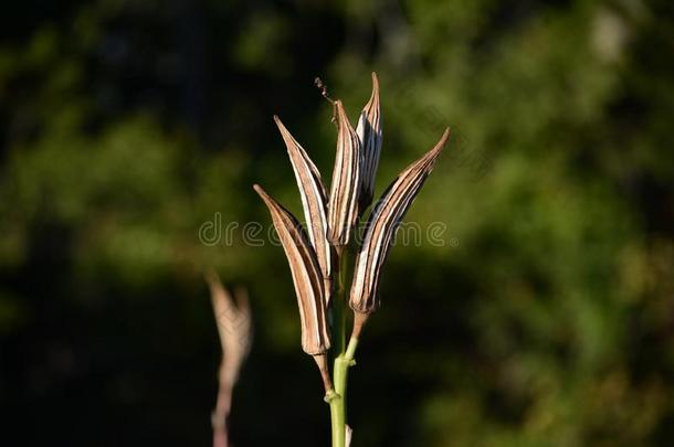 干燥的<strong>黄秋葵</strong>植物