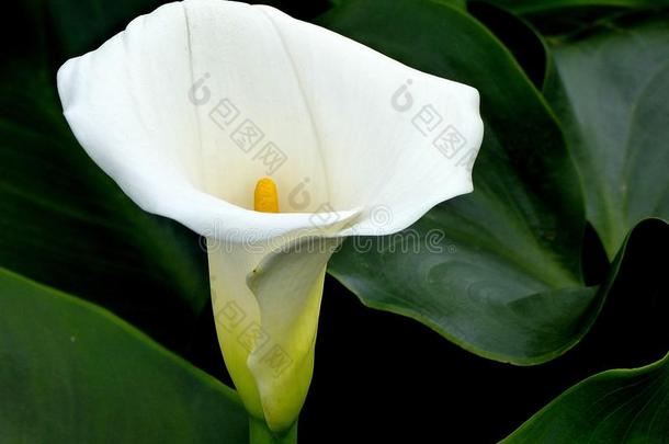 白色的马蹄莲百合花
