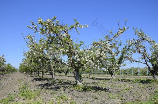 盛开的苹果果园.成熟的树花采用指已提到的人苹果果园.