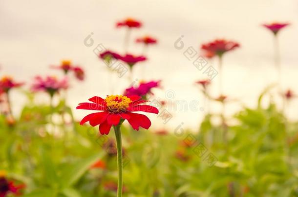 美丽的红色的花百日草属植物线虫
