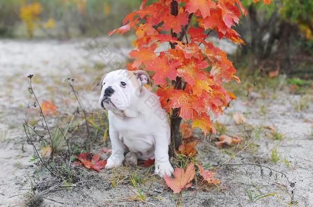 小的斗牛犬和枫树采用秋