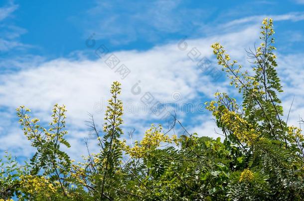 花关于桂皮树和蓝色天背景