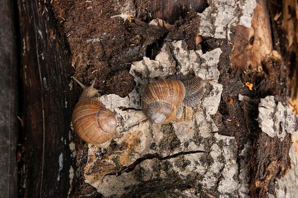 两个col.紫红色蜗牛螺旋结构,古罗马的蜗牛,可以吃的蜗牛,食用蜗牛