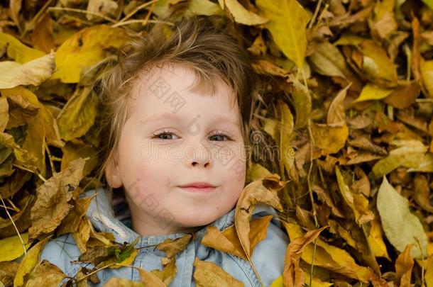 小孩面容采用秋树叶