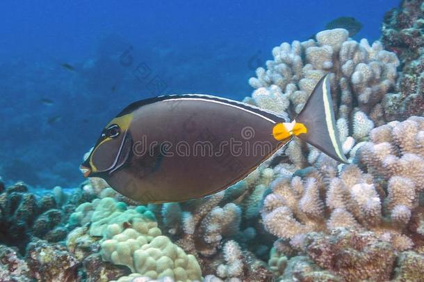 珊瑚礁菲氏独角鱼
