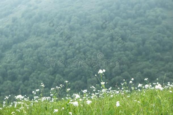 中国河北黑龙山草地立场风景