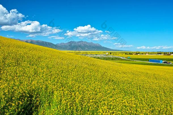 中国<strong>青海</strong>菜单关于花