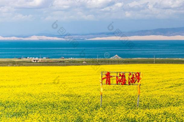 中国<strong>青海湖</strong>采用花