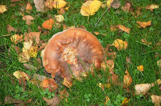 野生的蘑菇种植采用自然
