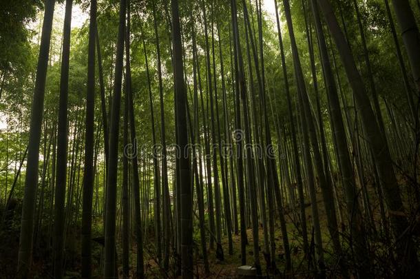 竹子森林里面的指已提到的人阿拉山山竹子小树林