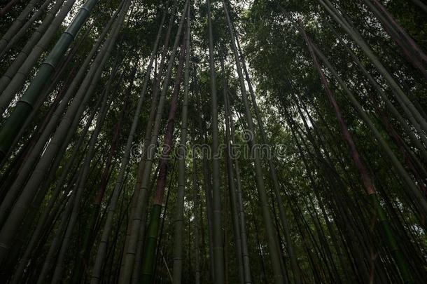 <strong>竹子</strong>森林里面的指已提到的人阿拉<strong>山山竹子</strong>小树林