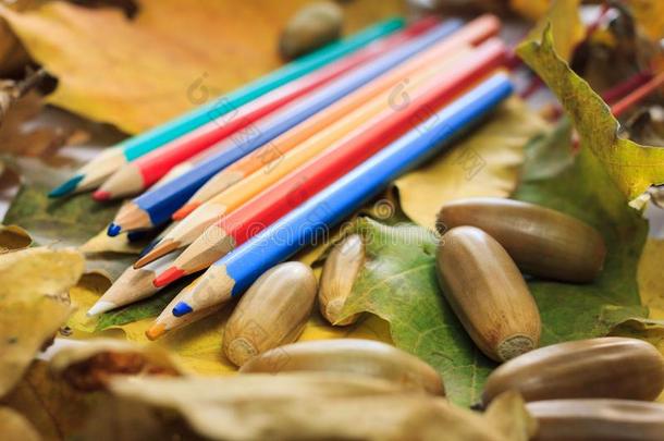 秋照片.铅笔,橡子和树叶关于枫树和栎树.