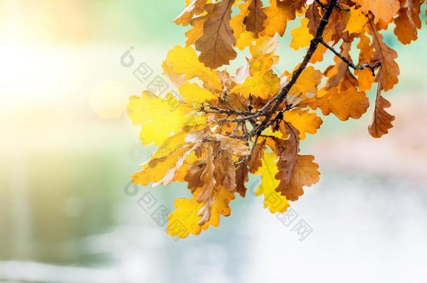 树枝和黄色的秋树叶绞死在日落光怒目而视.