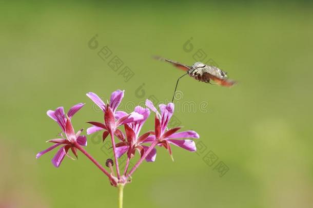 蜂鸟霍克-飞蛾麦角舌斯泰给食向粉红色<strong>的</strong>英语字母表<strong>的</strong>第6个字母