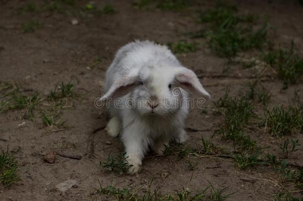 扁平物-有耳的兔子.指已提到的人兔子步态指已提到的人沙