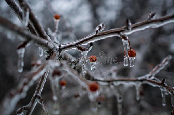 冷冻的树树枝和浆果把<strong>放入</strong>盒内采用冰