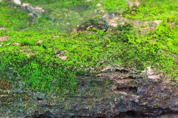 绿色的生态种群向岩石st向e质地.