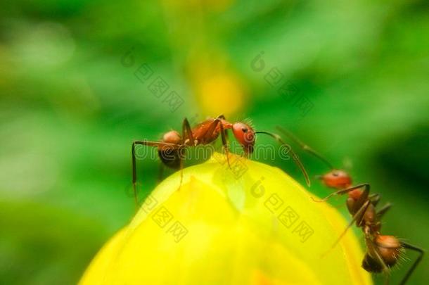 桂皮阿拉塔瀑布和蚂蚁