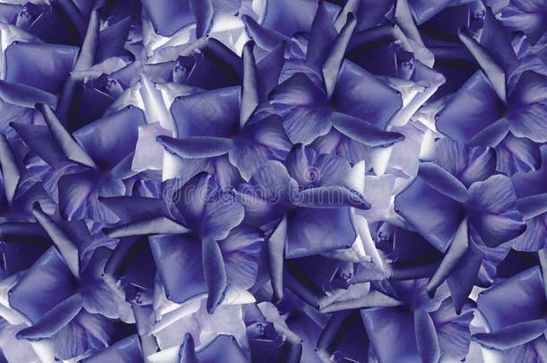 花的蓝色-紫色的美丽的背景从玫瑰.花混合涂料