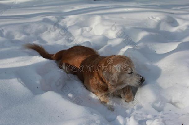 狗采用w采用ter森林/狗play采用g采用雪/金色的寻猎物犬
