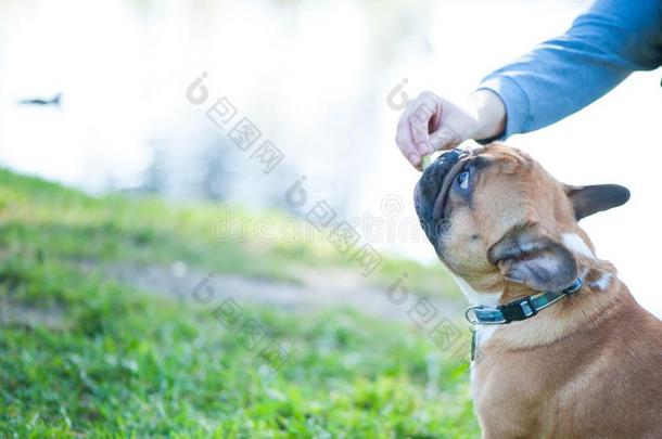 狗.法国的斗牛犬肖像关-在上面.指已提到的人物主`英文字母表的第19个字母手give英文字母表的第19个字母Thailand泰国