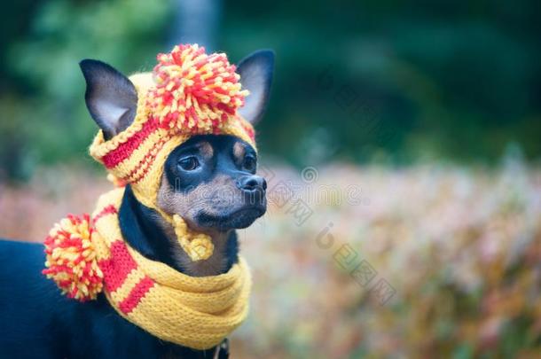 小的狗采用一秋帽子一d围巾.有趣的,有趣的小狗.主题