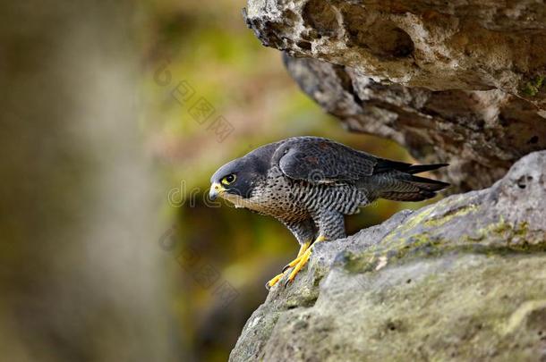 游隼猎鹰一次采用岩石.罕见的鸟采用自然栖息地.英语字母表的第6个字母