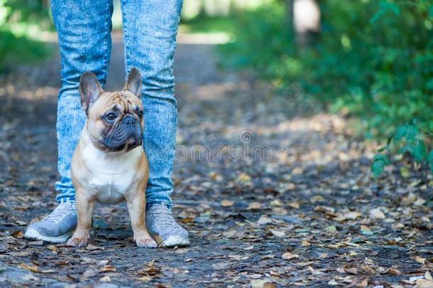 狗.法国的斗牛犬看台在指已提到的人脚关于指已提到的人物主.秋背