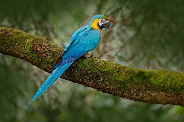 蓝色-和-黄色的金刚鹦鹉,<strong>天坛</strong>星座阿拉鲁纳,大大地南方美国人鹦鹉