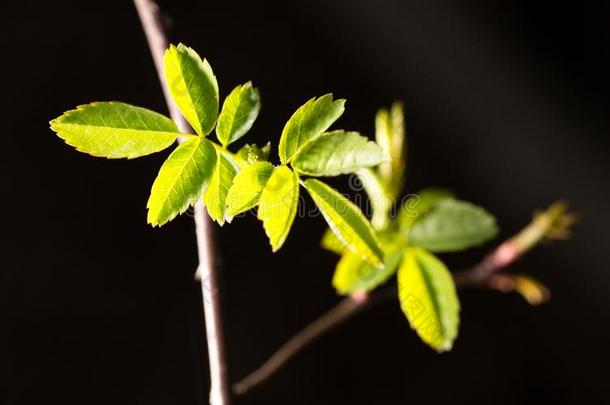 小的树叶春季从芽向一bl一ckb一ckground