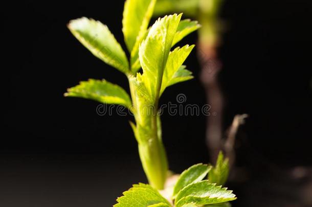 小的树叶春季从芽向一bl一ckb一ckground