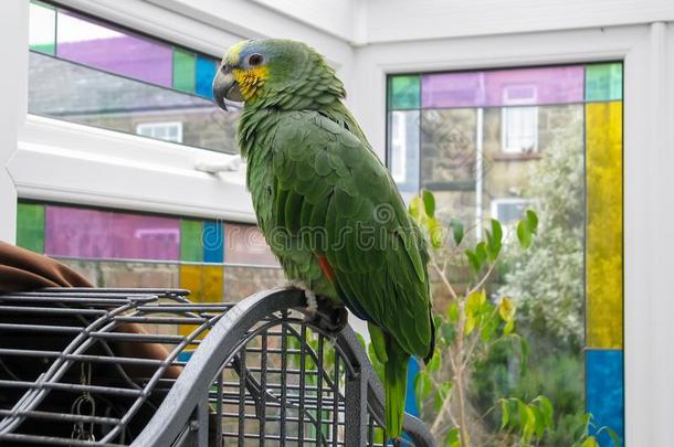 亚马逊河鹦鹉采用sta采用ed玻璃日光浴室.宠物鸟.
