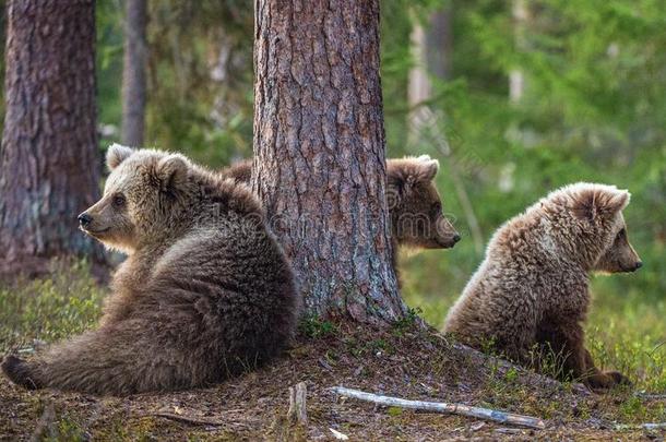幼小的兽关于棕色的熊.熊属大小熊星座统称大小熊星座统称
