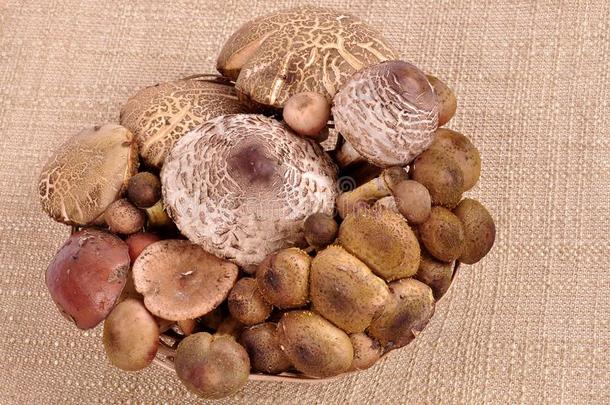 森林蘑菇采用一柳条pl一te向一棕色的n一pk采用