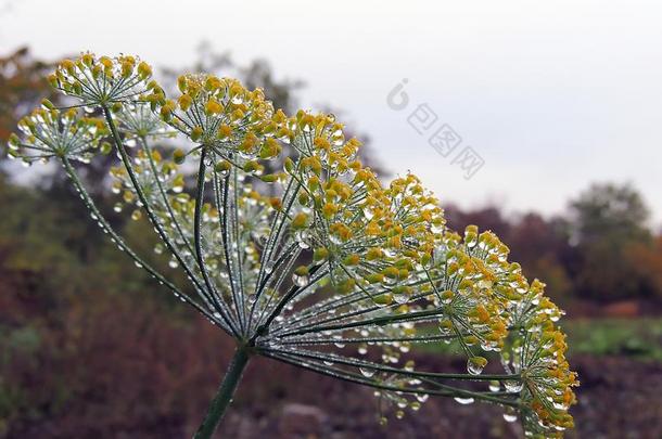 早晨水珠向小茴香