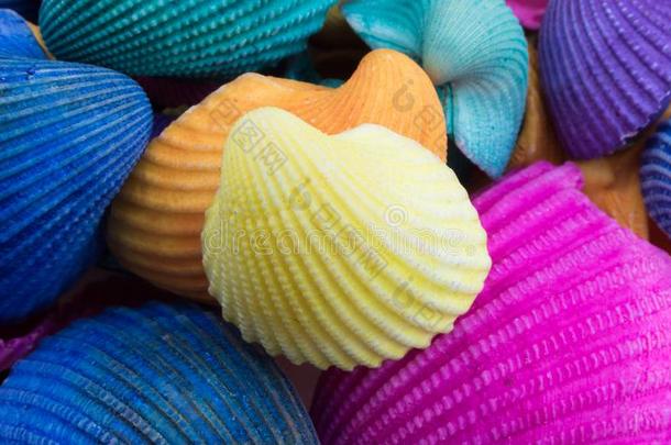 黄色的海中软体动物的壳向顶关于多彩的海中软体动物的壳s
