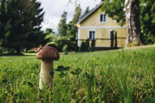 蘑菇向指已提到的人草地在近处指已提到的人房屋