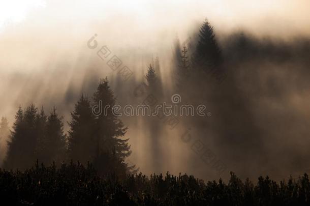 微量关于阳光穿透早晨雾采用指已提到的人森林