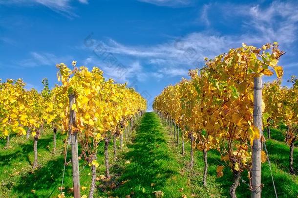 葡萄园行葡萄酒在户外白天替换季落下秋