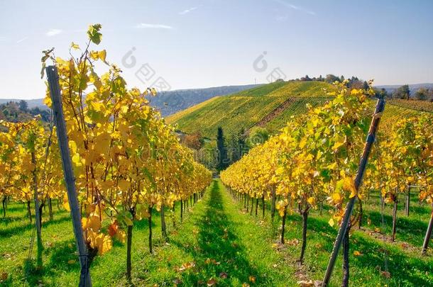 葡萄园行葡萄酒在户外白天替换季落下秋