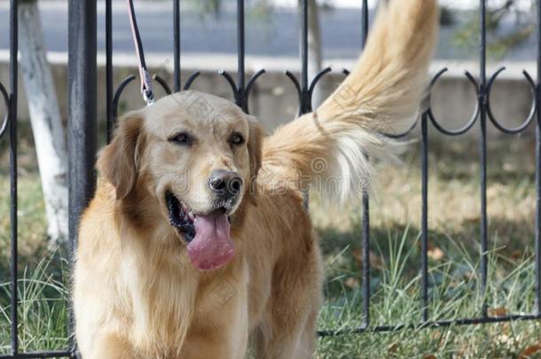 上端射手关于金色的寻猎物犬有样子的很感兴趣的