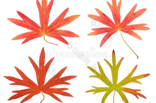 放置关于高度地装饰的红色的秋树叶关于<strong>毛茛</strong>隔离的