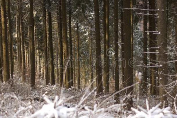 雪采用指已提到的人森林