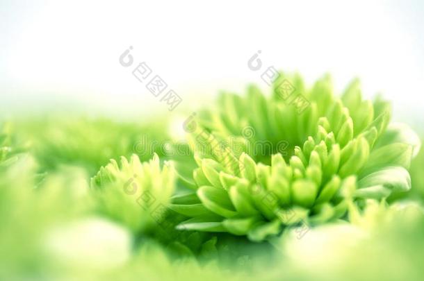 软的新鲜的绿色的花为爱浪漫的如梦的背景,英语字母表的第6个字母