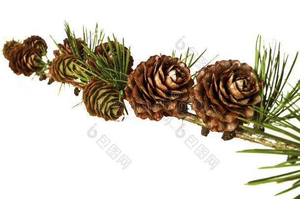 圣诞节装饰-束关于欧洲的落叶松树落叶松属和