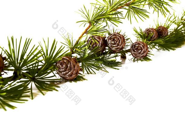 圣诞节装饰-束关于欧洲的落叶松树落叶松属和
