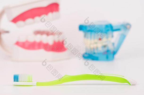 牙模型或牙齿的模型和牙刷