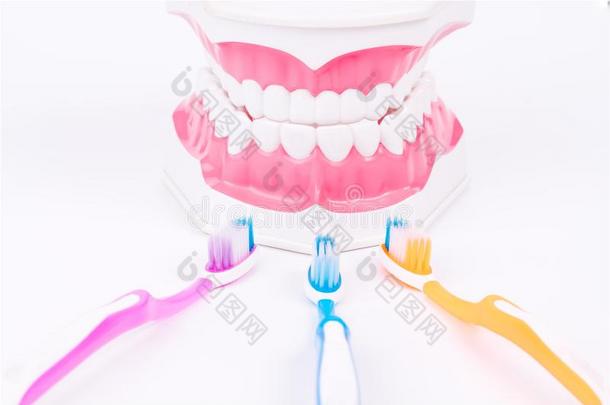 牙模型或牙齿的模型和牙刷